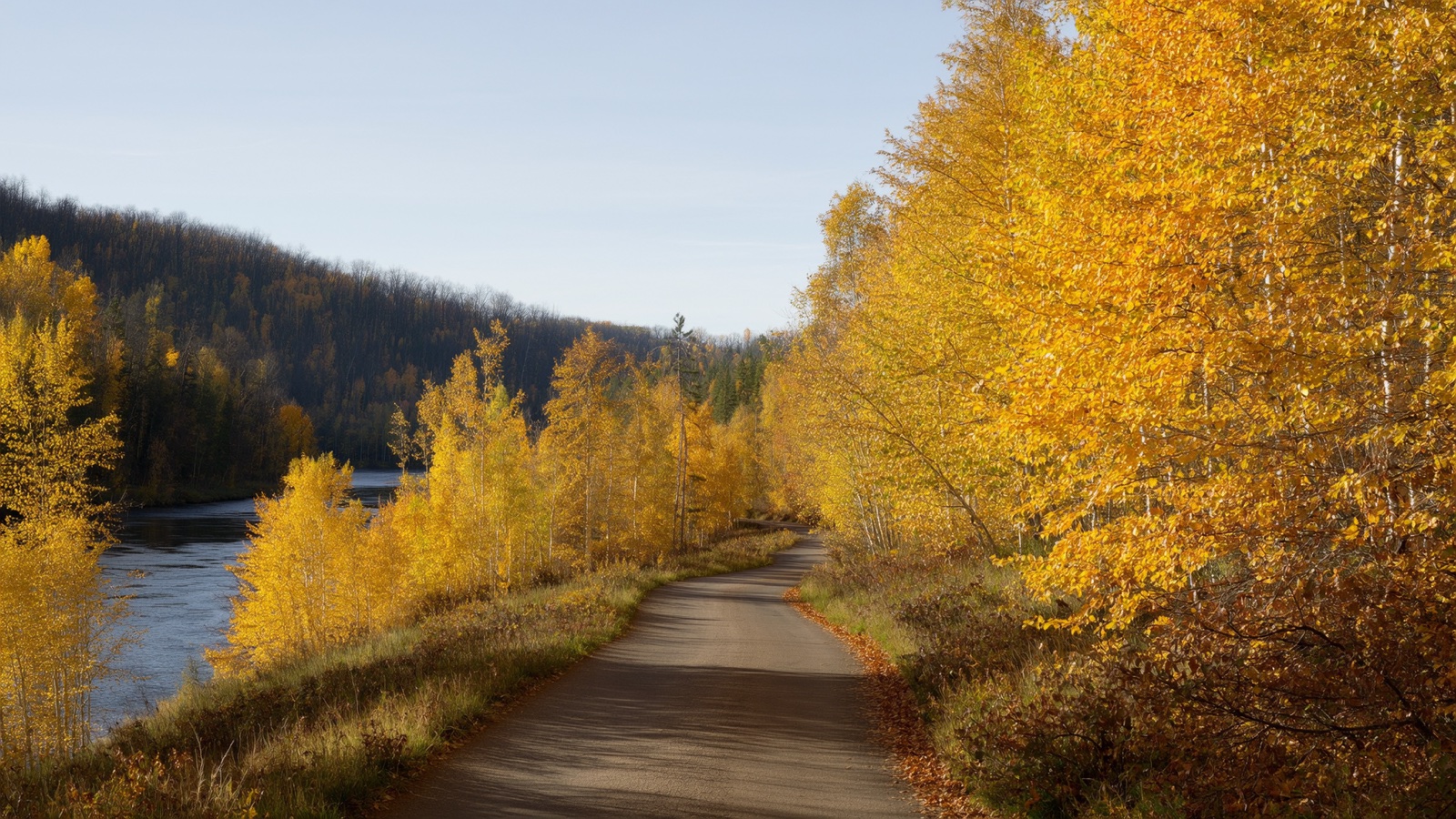 Paved running trail through autumn trees in the St. Croix River valley